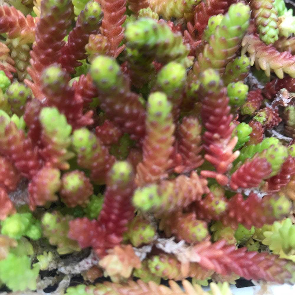 Sedum acre ‘Aureum’ (Golden Stonecrop)