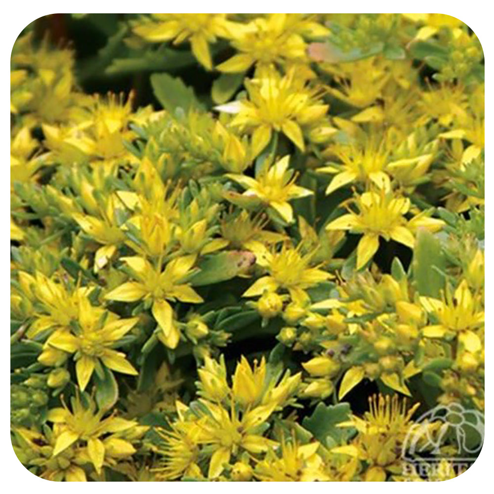 Russian Stonecrop (sedum kamtschaticum)