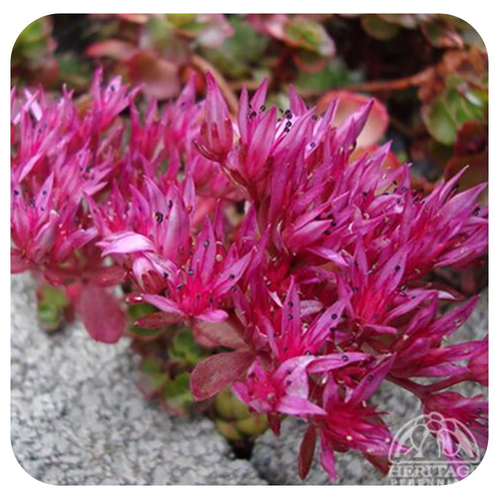 Sedum spurium 'Blaze'