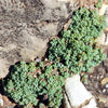 Sedum dasyphyllum ‘Major’ (Corsican Stonecrop)