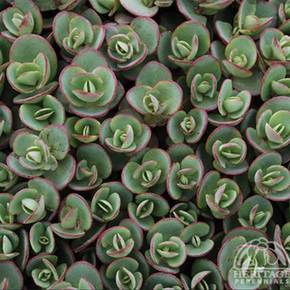 Sedum SUNSPARKLER ‘Lime Zinger’