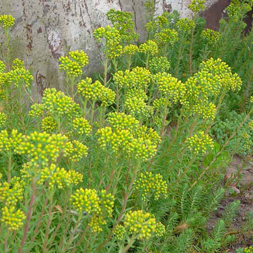 Sedum reflexum (Blue Spruce Stonecrop)