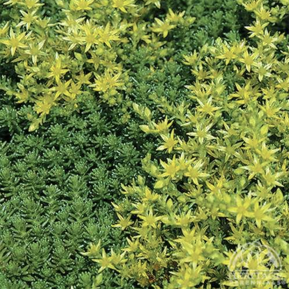 Six-sided Stonecrop (Sedum sexangulare)