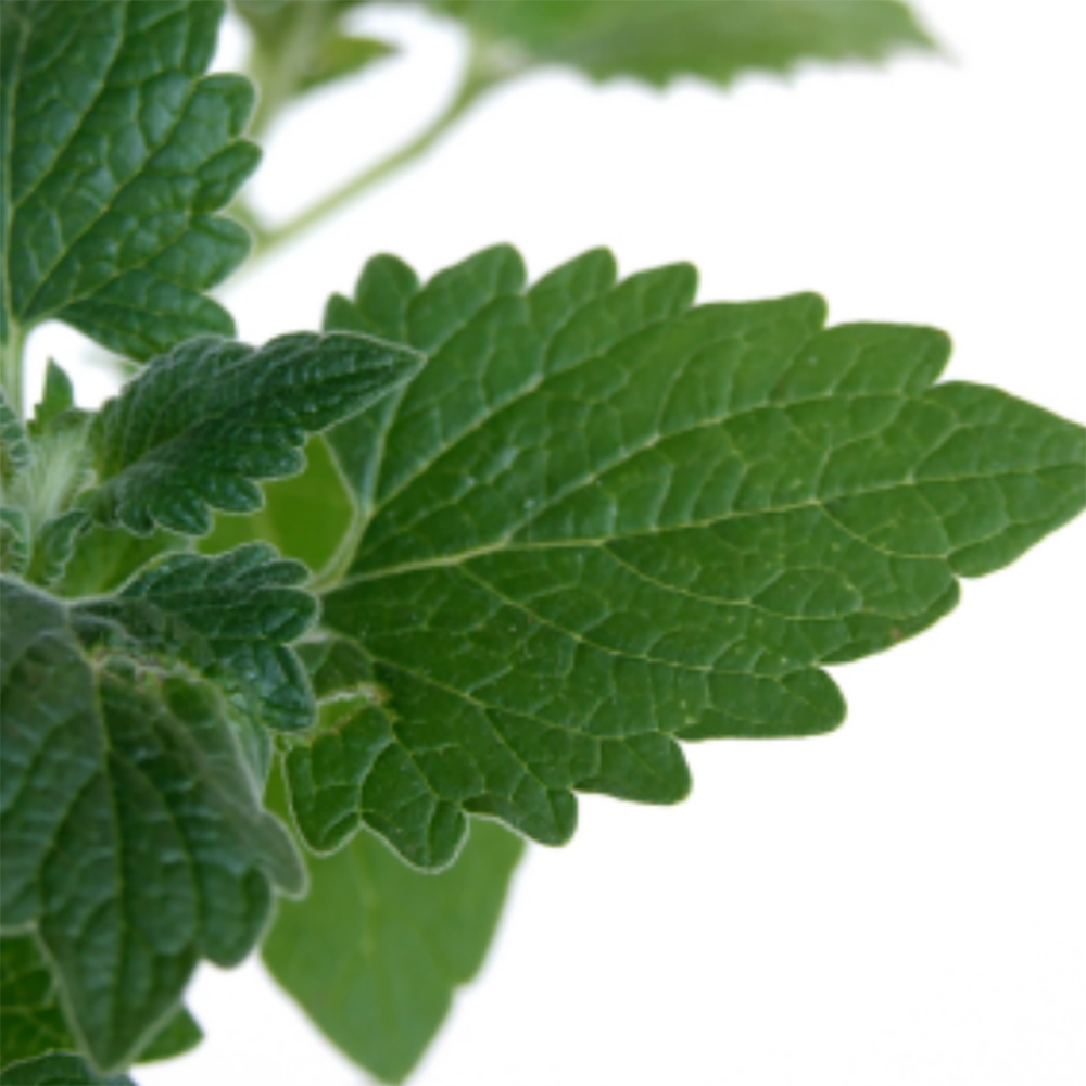 Ontario Seed Company Catnip Seeds