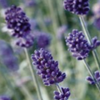 Ontario Seed Company Lavender Seeds (heirloom)