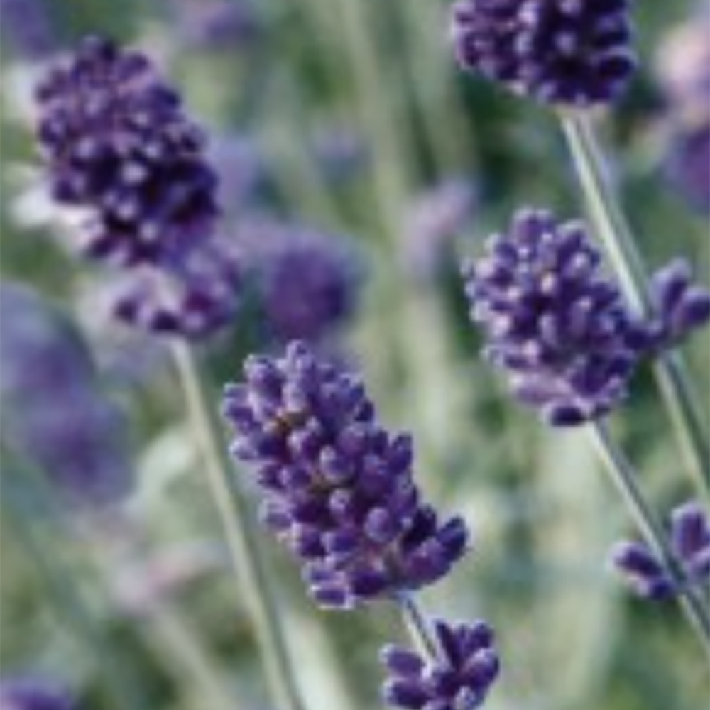 where to buy lavender plants in ontario Ontario Seed Company Lavender Seeds (heirloom)