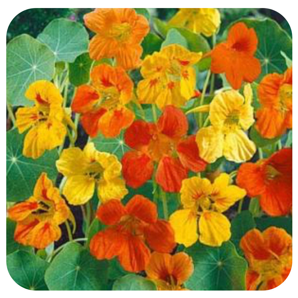 Nasturtium Whirlybird (Seedling)