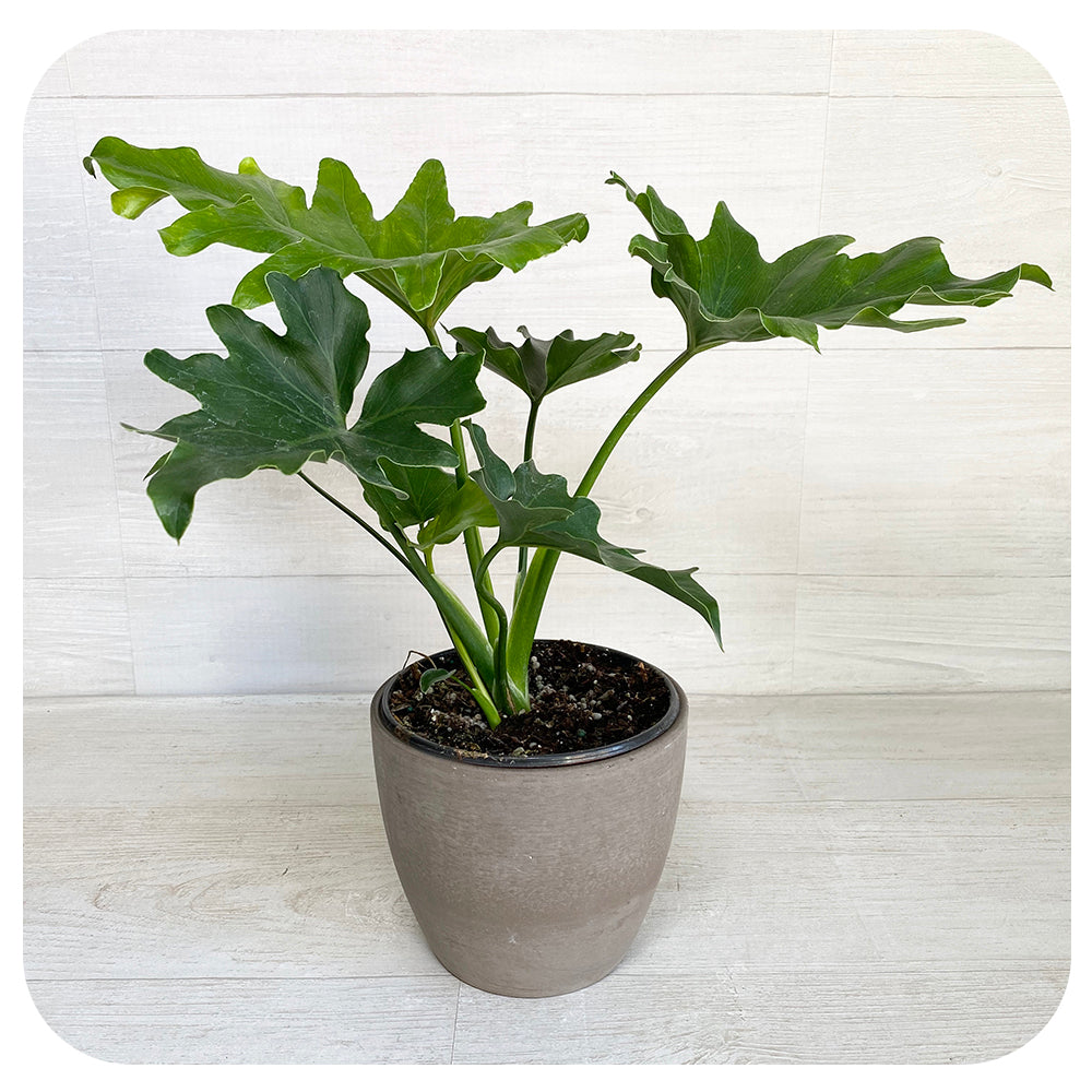 philodendron with wavy edges Philodendron Selloum