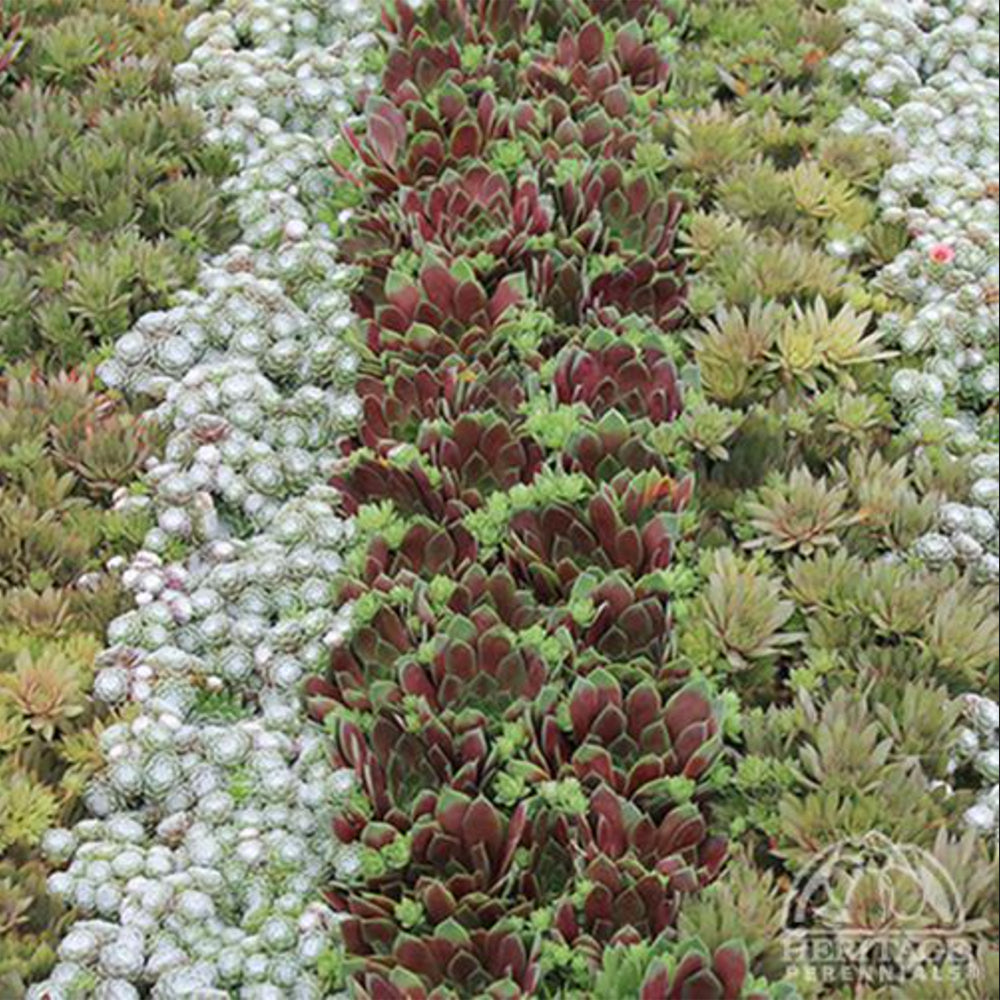 Sempervivum Hybrids Medley (Hens and Chicks)