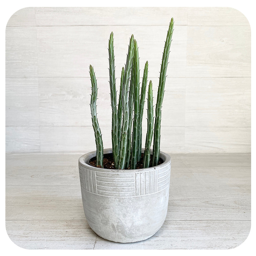 Senecio stapeliiformis (Pickle Plant)