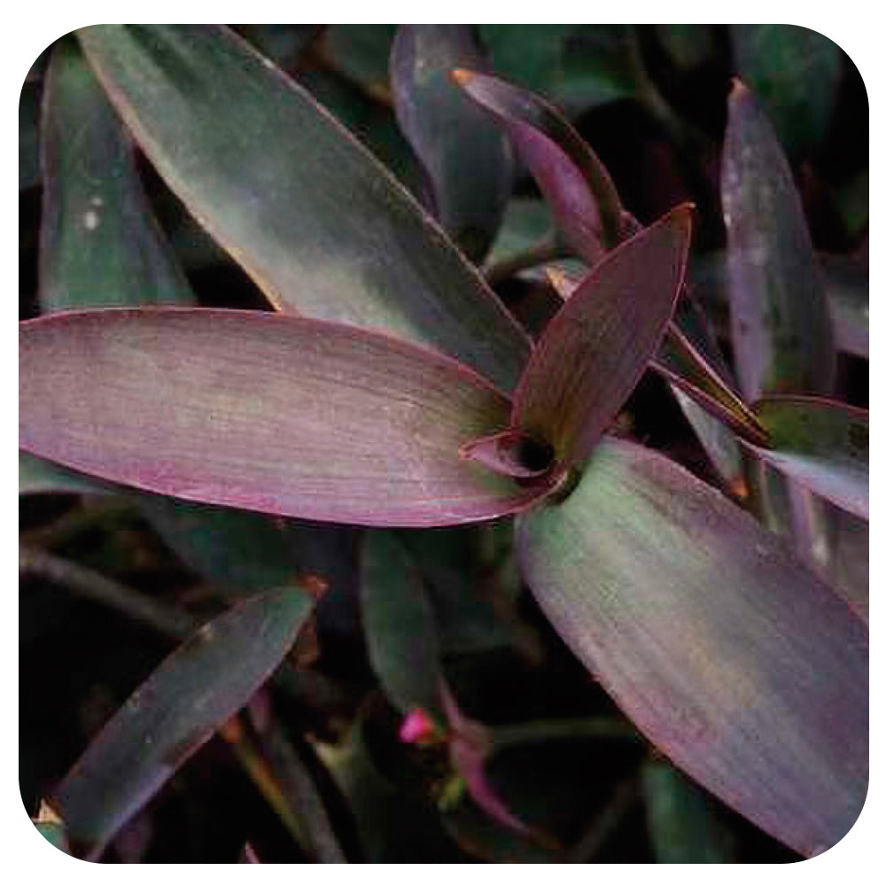 Setcreasea (Purple Heart)