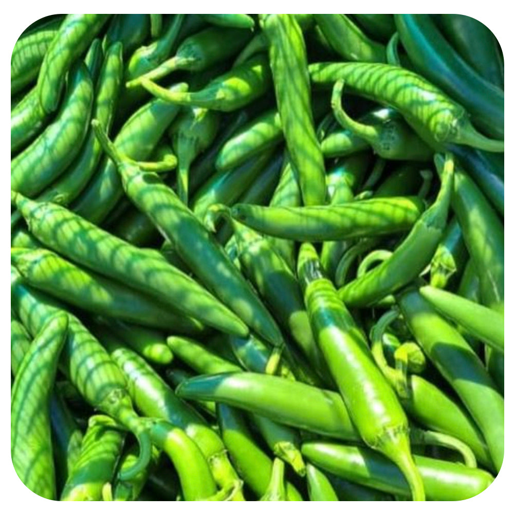 Serrano Huasteca Hot Pepper Seeds (Organic)