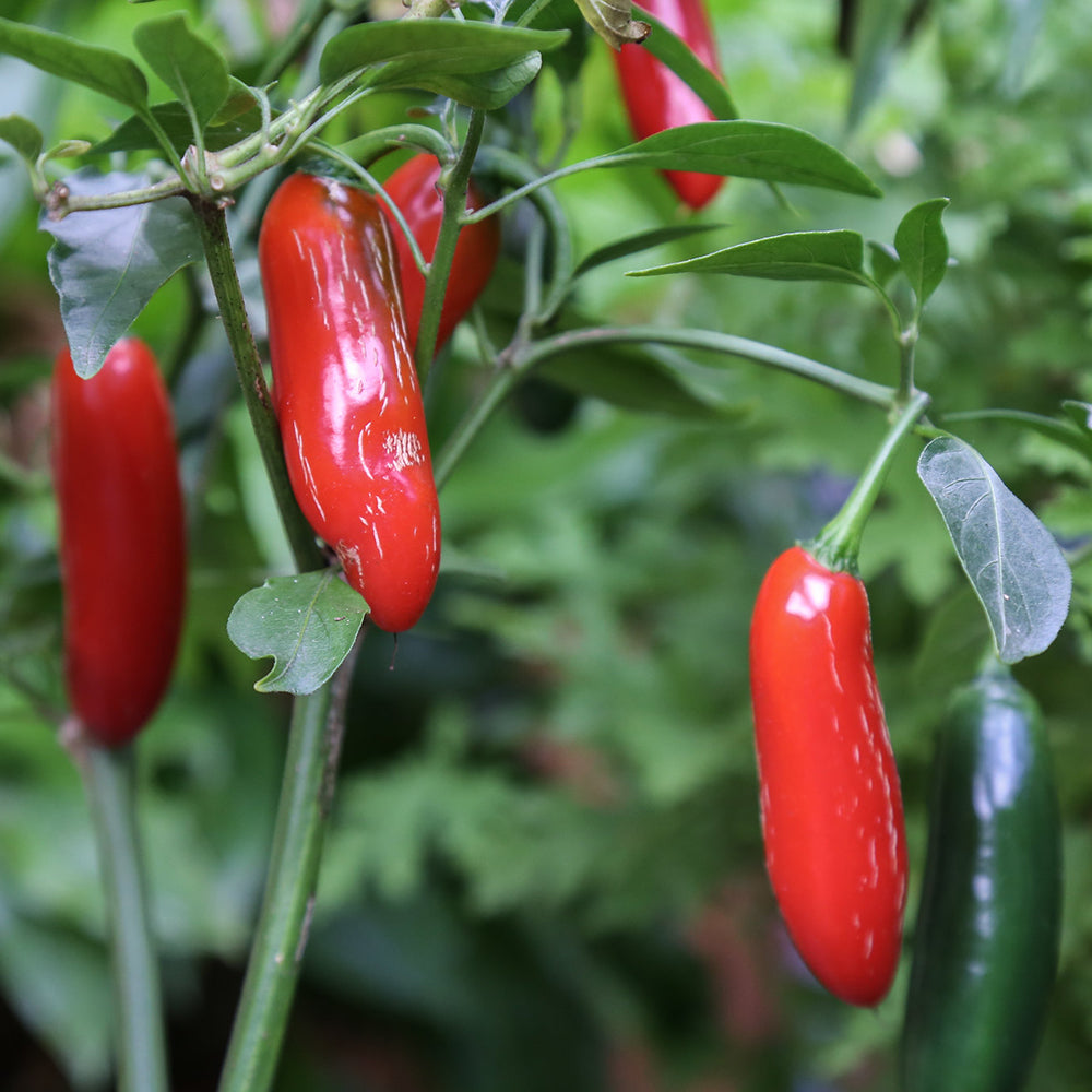 Serrano Pepper  (Vicki's Veggies Organic)