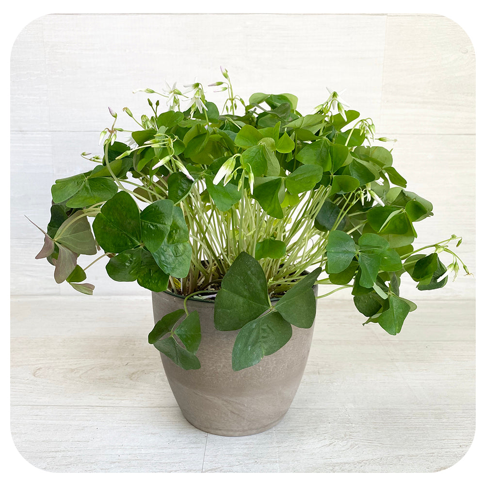 Oxalis (Shamrock)