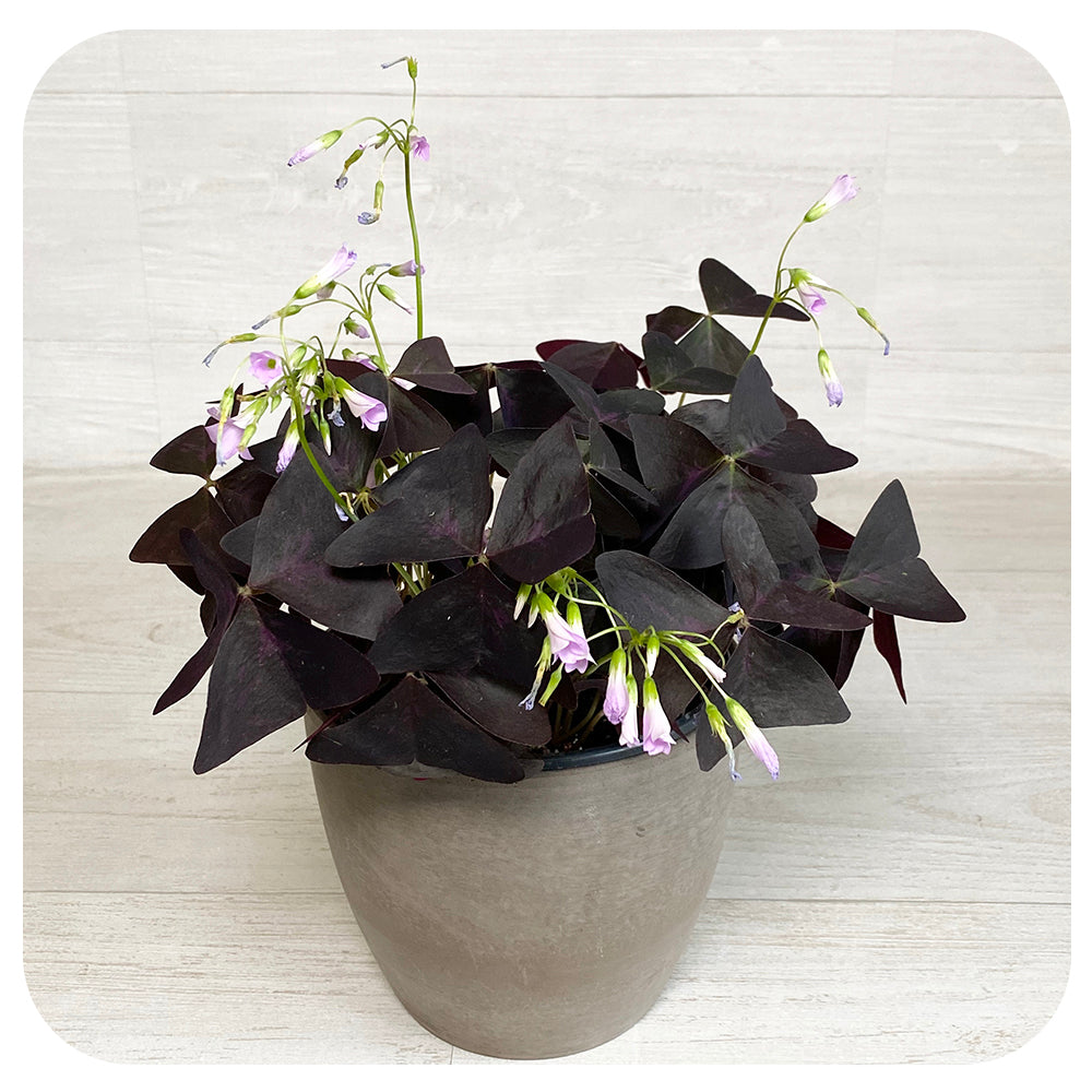 Oxalis (Shamrock)