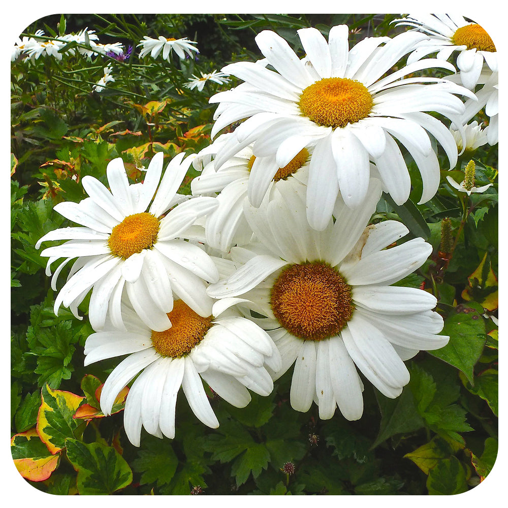 Shasta Daisy 'Alaska' (Leucanthemum)