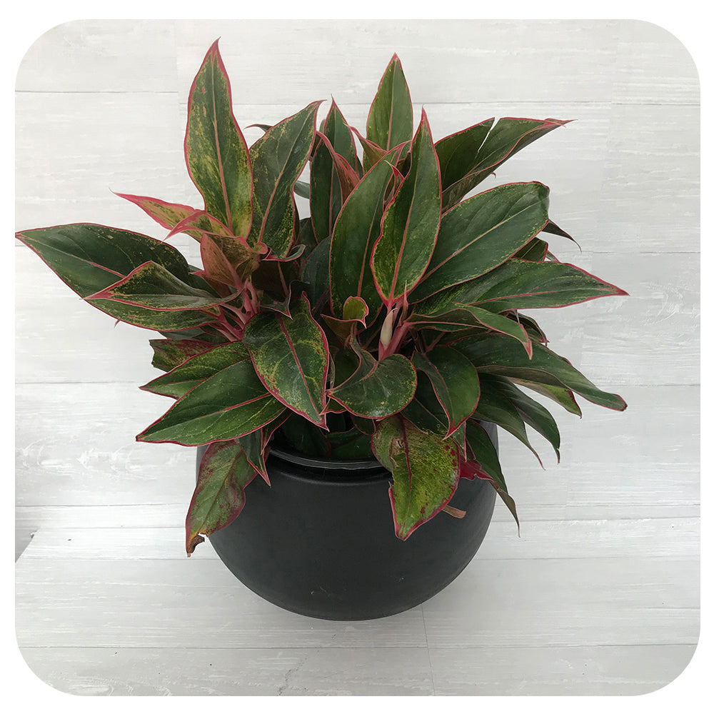 Aglaonema ‘Red Siam’ (Chinese Evergreen)