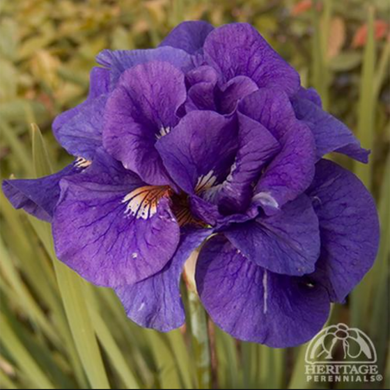 Siberian Iris (Iris sibirica ‘Kabluey’)
