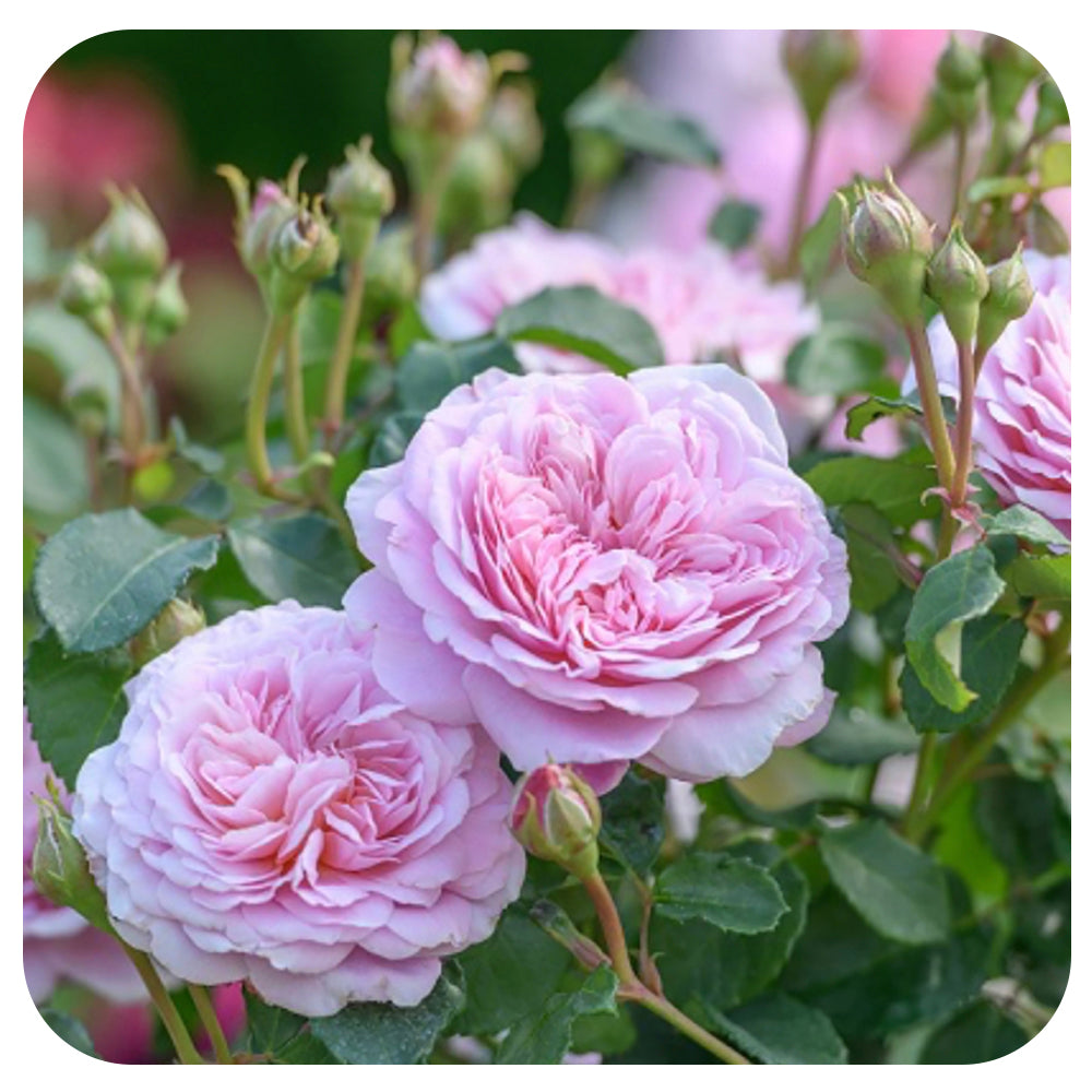 Silas Marner Rose by David Austin