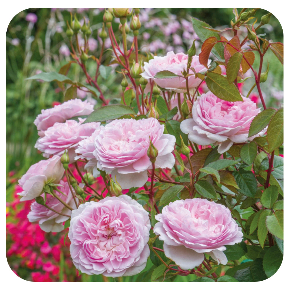 Silas Marner Rose by David Austin