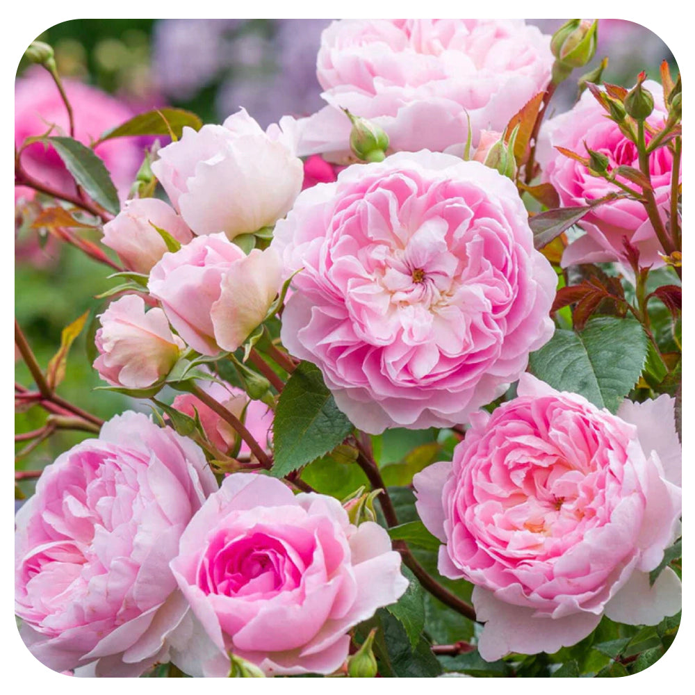 Silas Marner Rose by David Austin