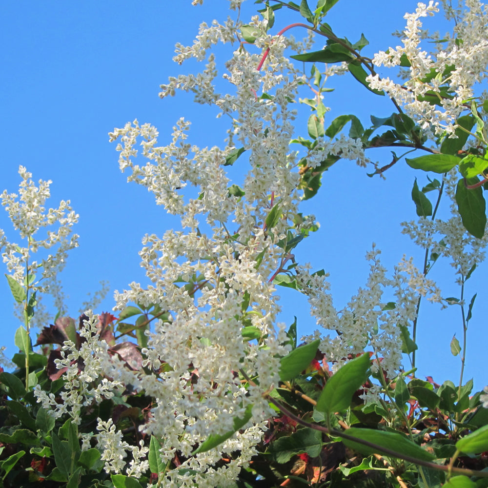 Silver Lace Vine (Polygonum Aubertii)