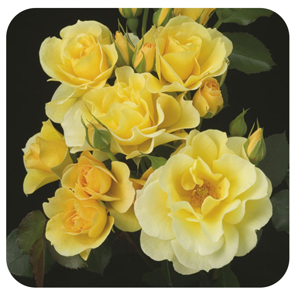 Sky's the Limit Climbing Rose by Weeks Roses