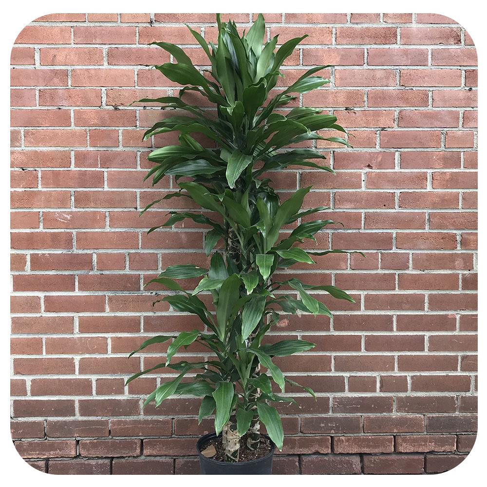 dracaena steudneri cane Dracaena Steudneri Cane