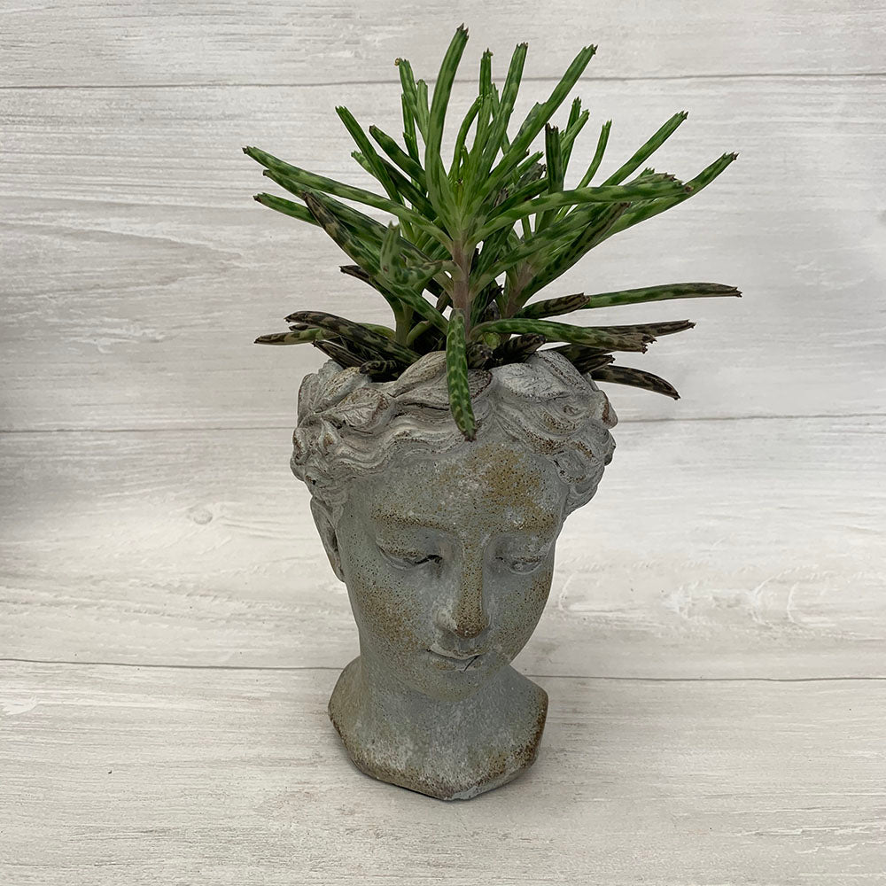 Goddess Head Pot Collection