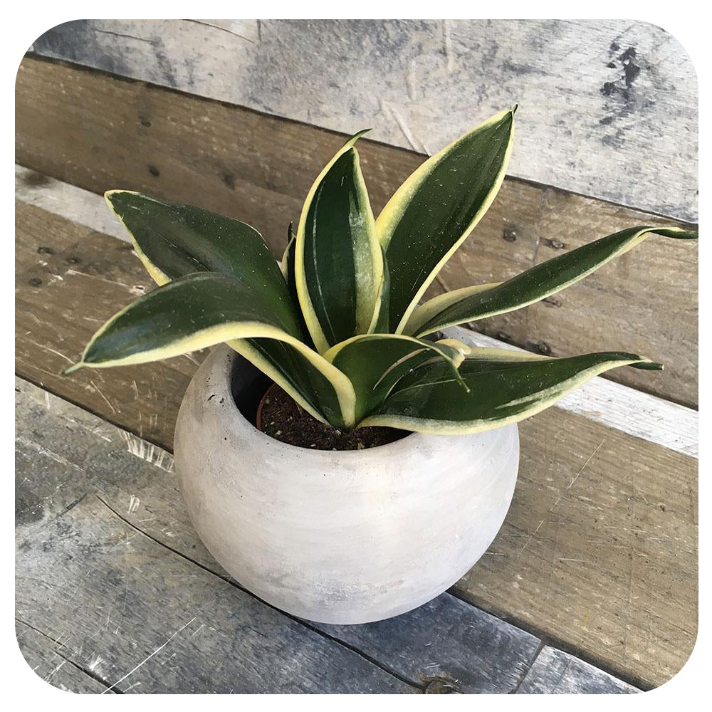 Mini Snake Plant Hahnii  Black Gold (Sansevieria)