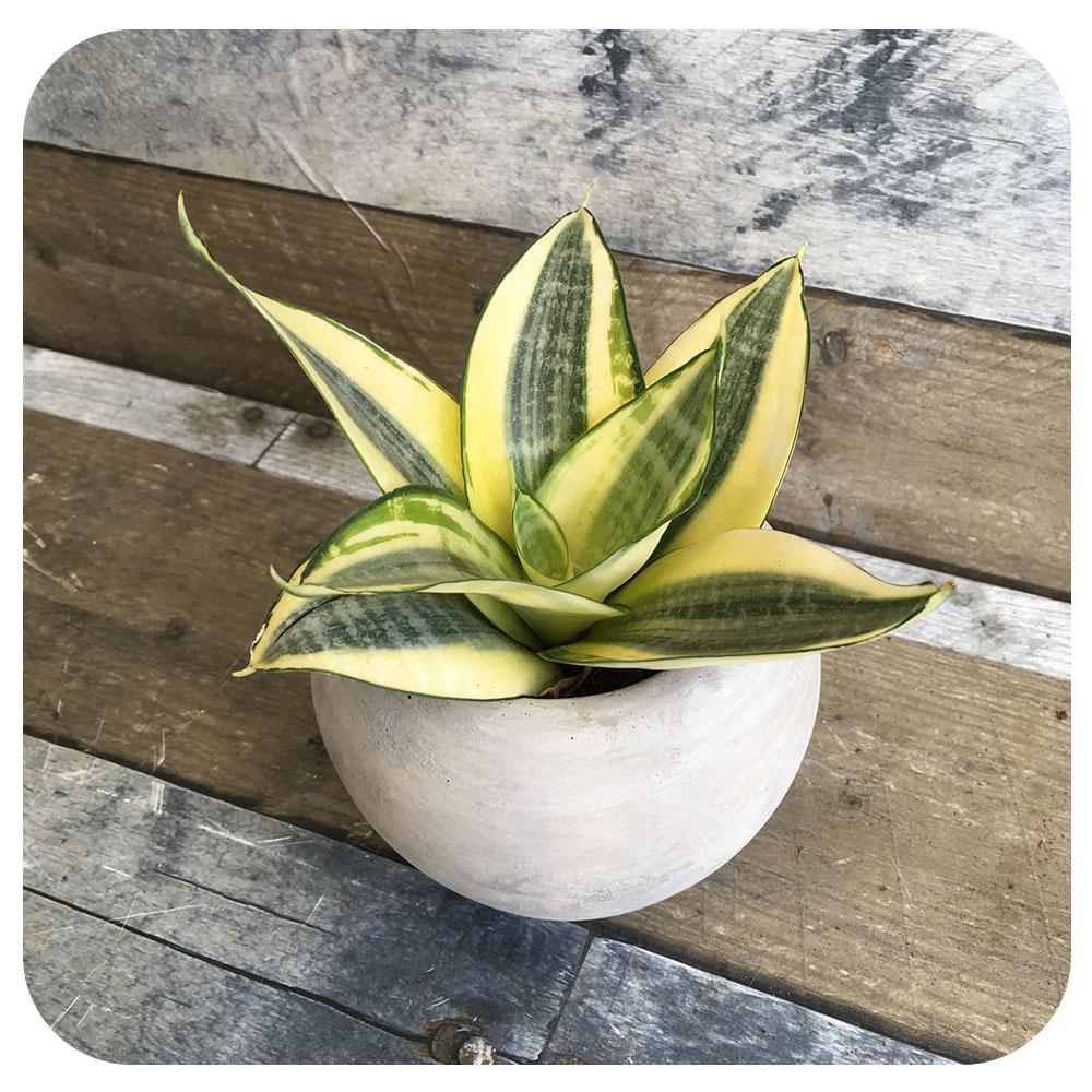 Mini Snake Plant Hahnii Light Green with Yellow Edge (Sansevieria)