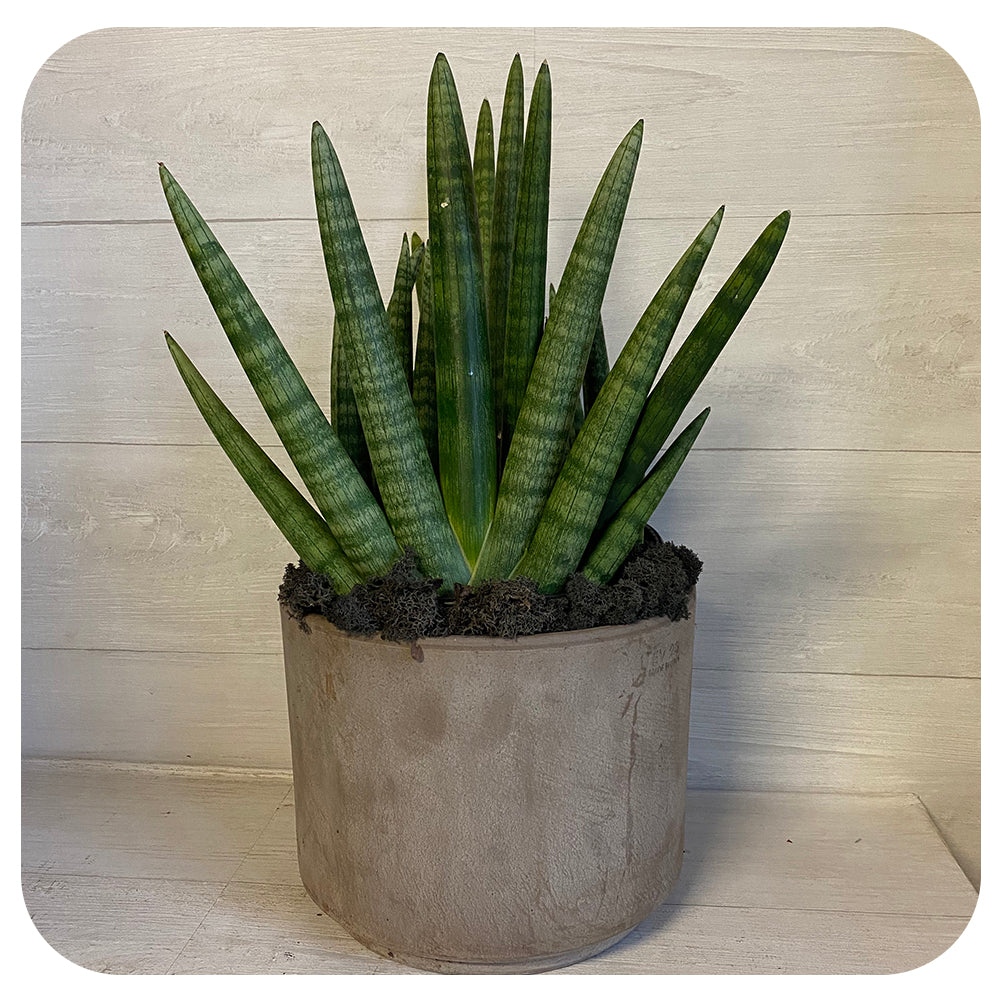 snake plant boncel Snake Plant ‘Cylindrica Patula Boncel’ (sansevieria)