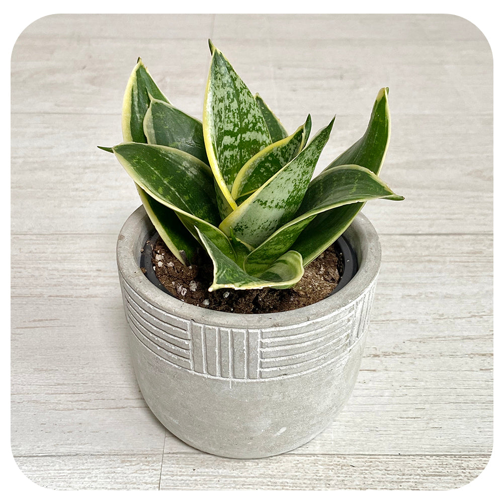 Snake Plant 'Night Owl' (Sansevieria)