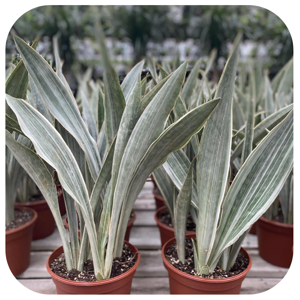 Snake Plant 'Sayuri ' (Sansevieria)