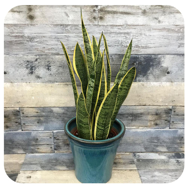 Snake Plant Laurentii (Sansevieria) - Davenport Garden Centre