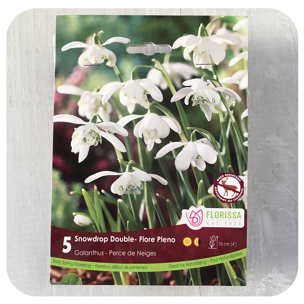 Snowdrops 'Floreo Plena Double' (Galanthus)