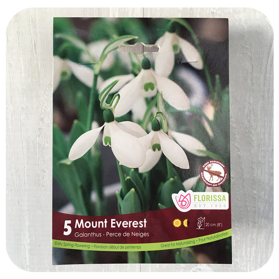 Snowdrops 'Mount  Everest Single' (Galanthus)