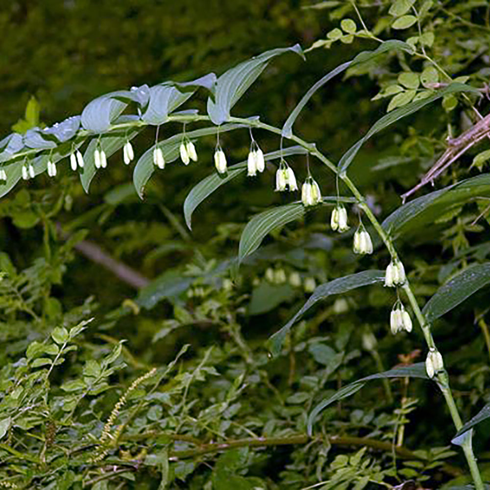 Solomon's Seal (Polygonatum) - Green or Variegated Varieties NATIVE PERENNIAL