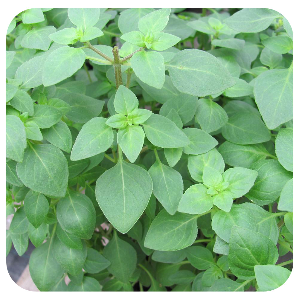 Globe Basil (Organic)