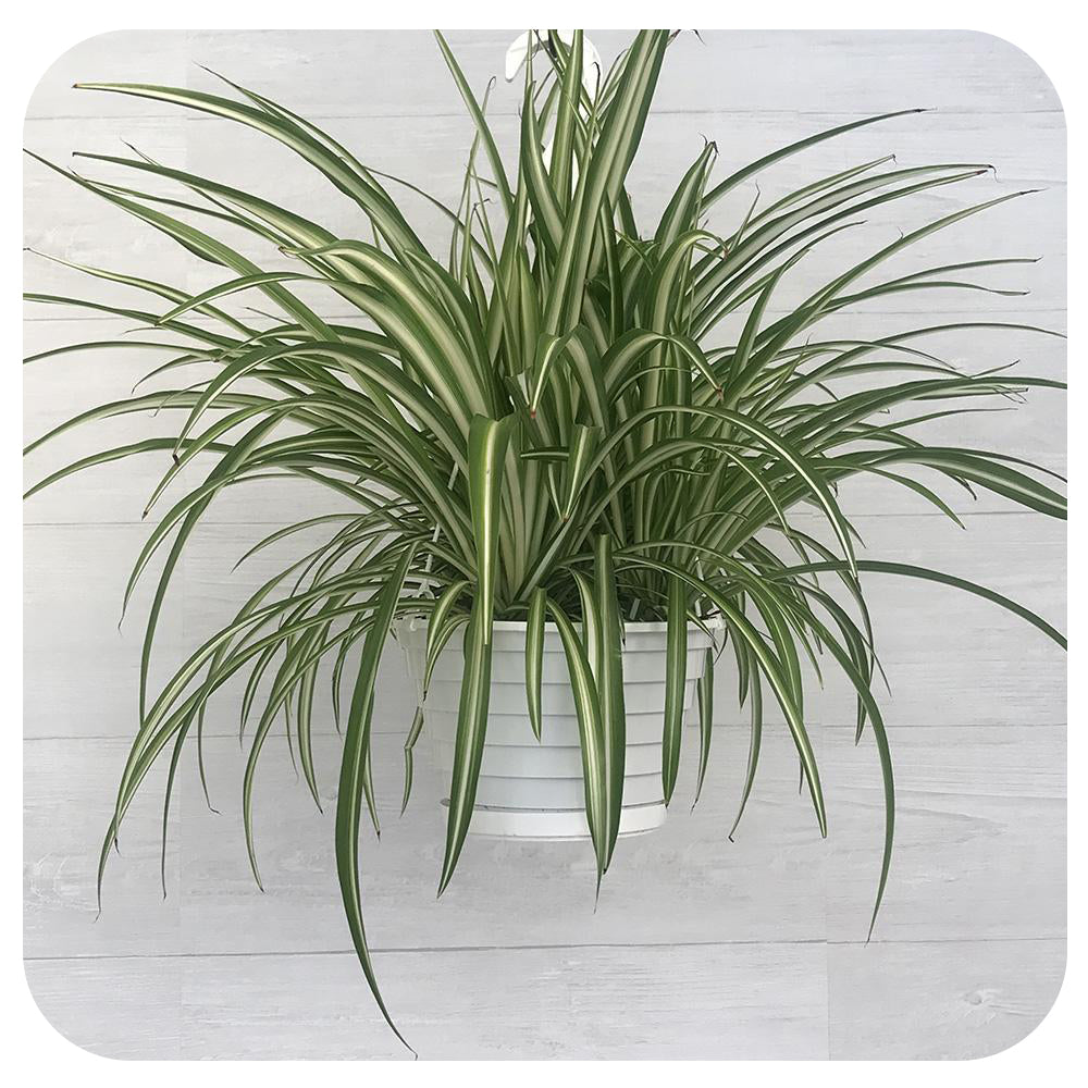 Spider Plant Hanging Basket