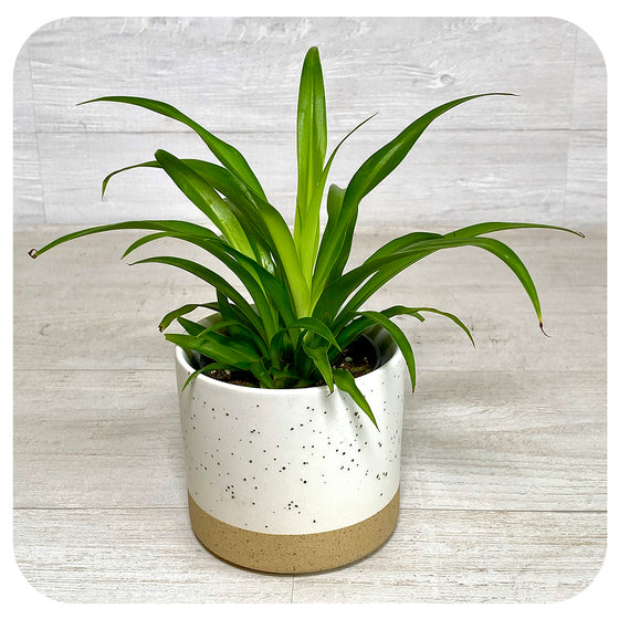 Spider Plant - Green (Chlorophytum Comosum)