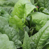 Spinach - Organic