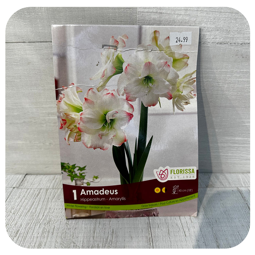 Sprouted Amaryllis Arrangement