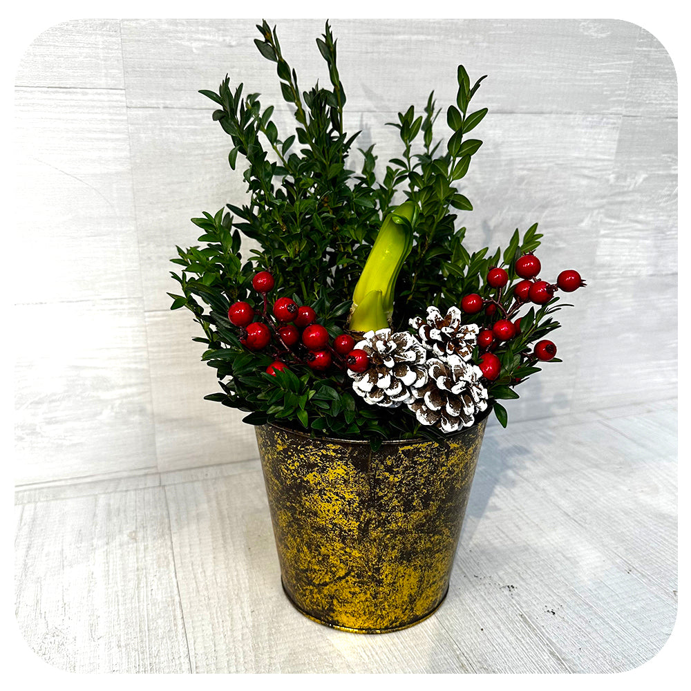 Sprouted Amaryllis Arrangement