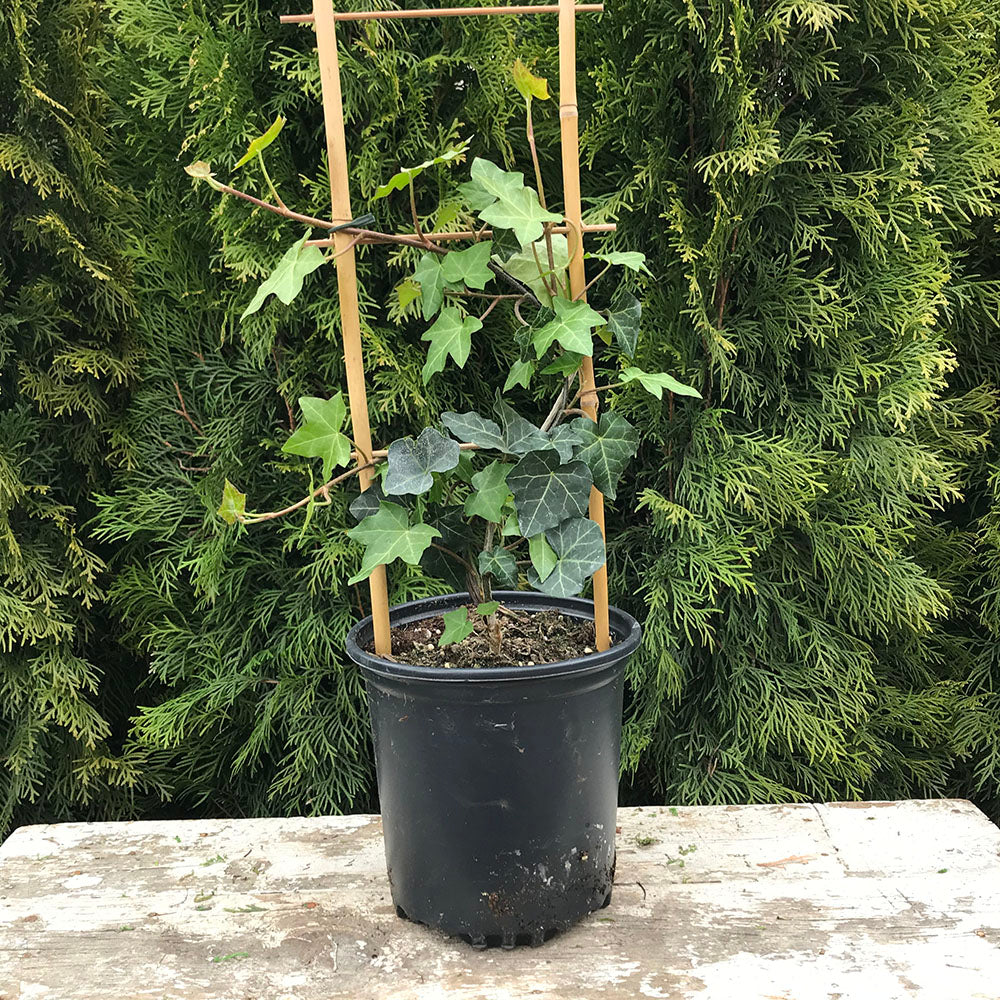 Staked Baltic Ivy (Hedera Helix 'Baltica')