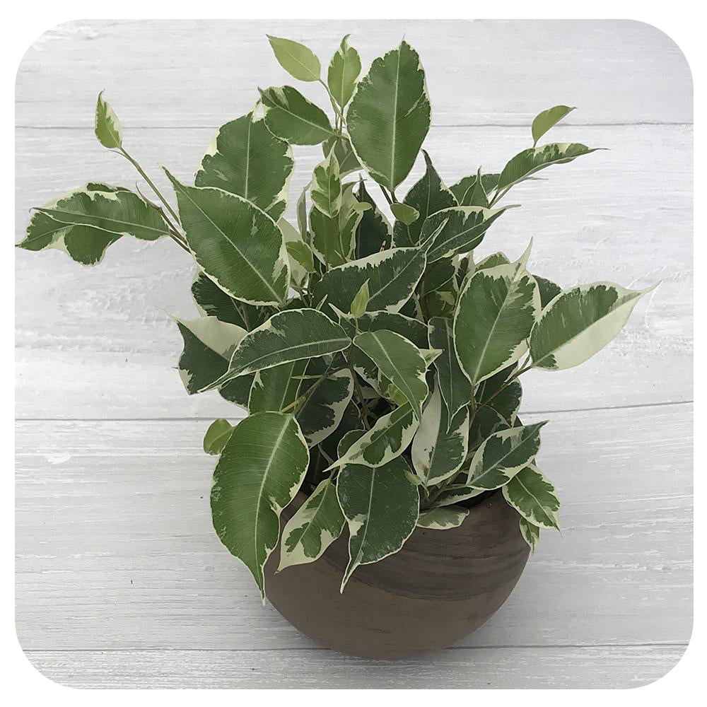 Ficus Benjamina Small Leaf - Starlight