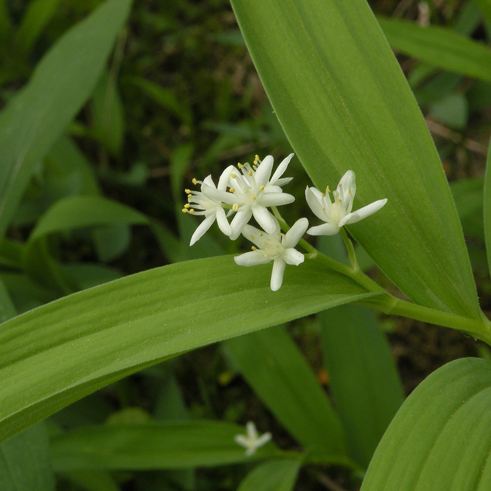 Starry False Solomon's Seal (Maianthemum stellatum) NATIVE PERENNIAL
