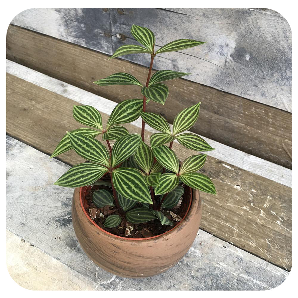 Peperomia Puteolata (Stepladder Plant)