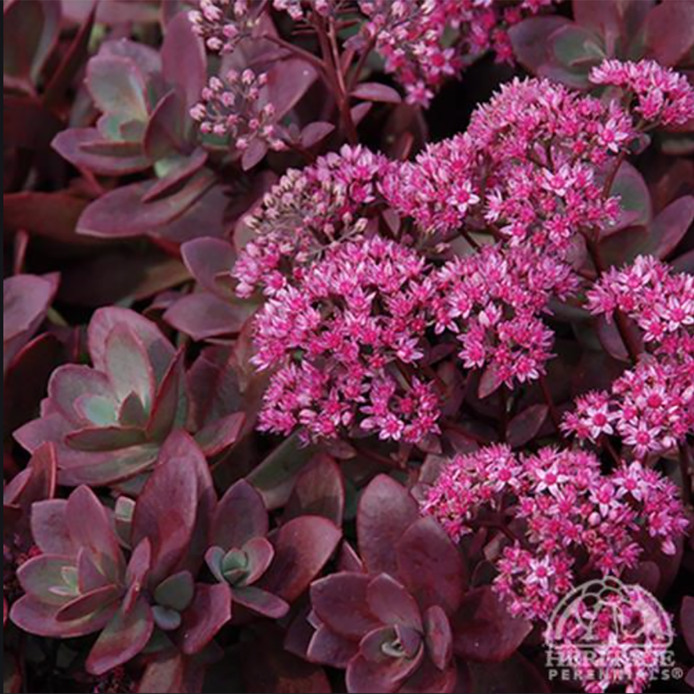 Stonecrop - Sedum SUNSPARKLER® 'Firecracker' - Davenport Garden Centre