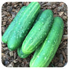 Straight 8 Cucumber Seeds (Organic)